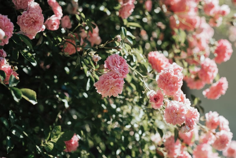 Flower Garden